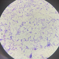 Collagène Hydrolysé